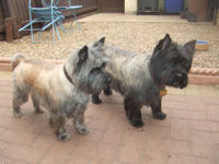 groomed Cairn Terriers in garden