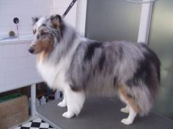 Collie after grooming - Medium