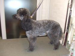 black poodle after grooming - Medium