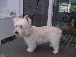White Yorkshire terrier after grooming - Medium