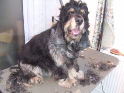 cocker spaniel before grooming - Medium