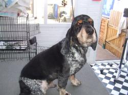 cocker spaniel after grooming - Medium