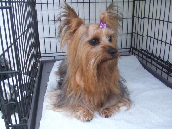 Yorkshire terrier after grooming - Large
