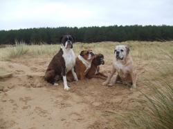 Kay's dogs - Medium