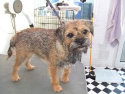 Border Terrier before grooming - Medium