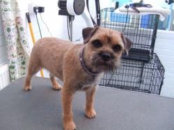 Border Terrier after grooming - Medium