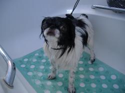 Japanese Chin before grooming - Medium
