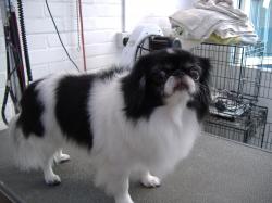 Japanese Chin after grooming - Medium