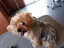 Yorkie before - Medium