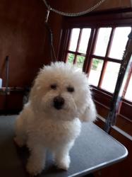Bichon Frise before - Medium
