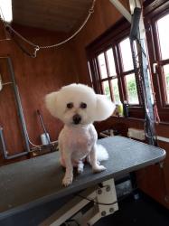 Bichon Frise after - Medium
