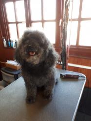 Black poodle before - Medium