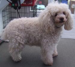 poodle1 before grooming - Medium