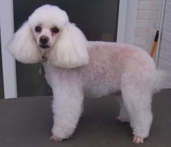 poodle1 after grooming - Medium
