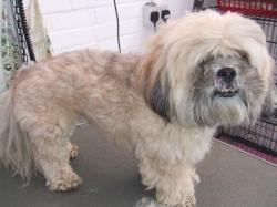 Shi Tzuh before grooming - Medium