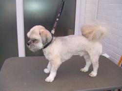 Shi Tzuh after grooming - Medium