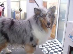 Collie before grooming - Medium